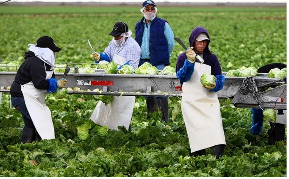 Santa Barbara:  Looking at Mandating $26 Hour for Farmworkers—Will Skyrocket Inflation