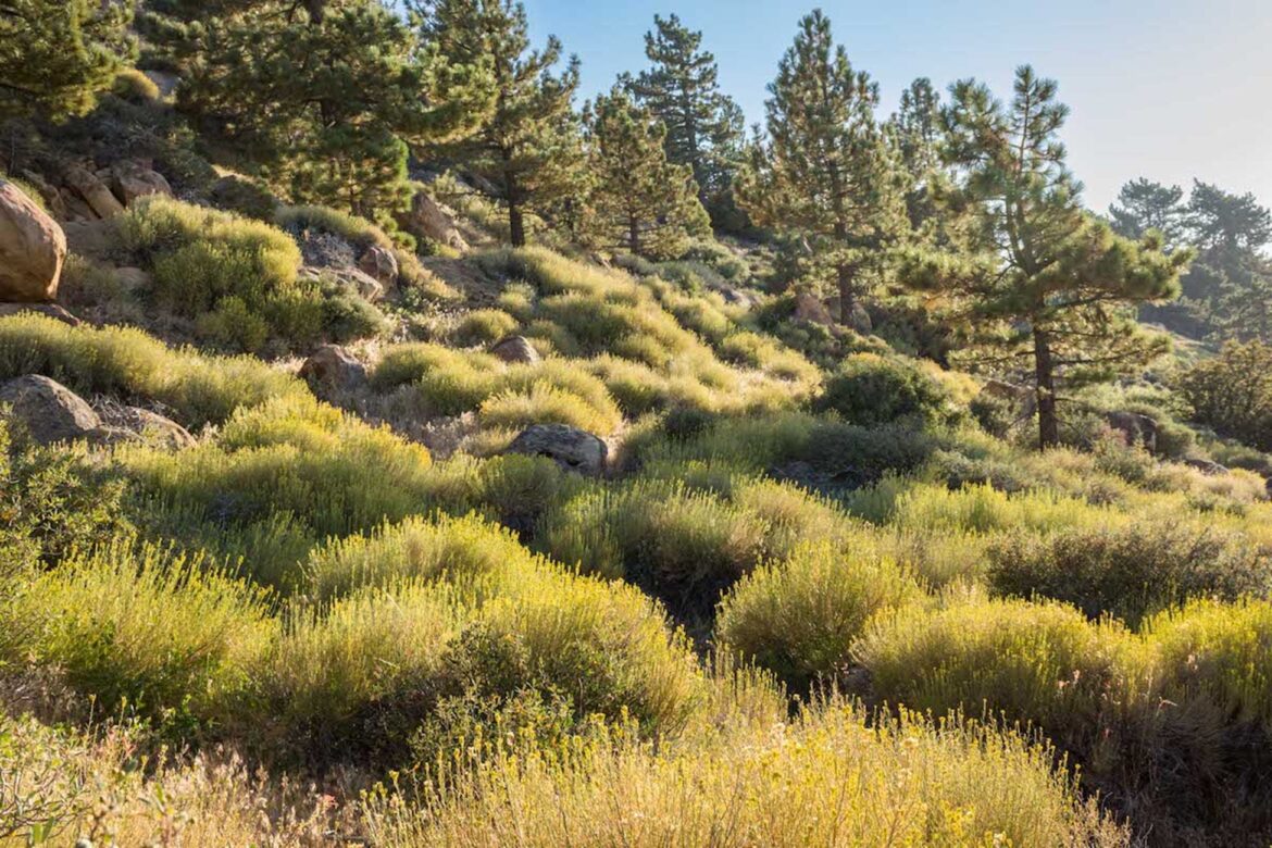 Appeals Court Gives Green Light to Tree-Thinning Project on Los Padres National Forest’s Pine Mountain