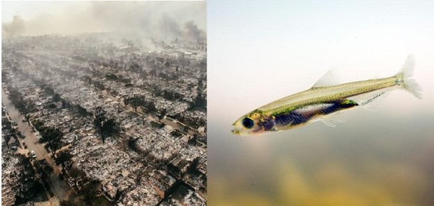 The Infamous Delta Smelt Fish Has Not Been Seen in Nearly a Decade – California Allowed Its Cities to Burn to the Ground Over a Fish That They Can’t Even Find Anymore